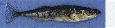 Animated overview of stickleback project morphology
